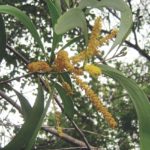 طلح الاوريكوليفورميس Acacia Auriculiformis 14