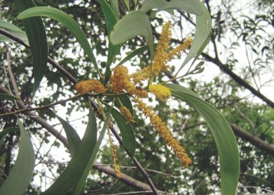  طلح الاوريكوليفورميس Acacia Auriculiformis   (14)