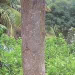 طلح الاوريكوليفورميس Acacia Auriculiformis 15
