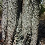 طلح الاوريكوليفورميس Acacia Auriculiformis 16