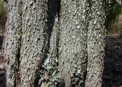  طلح الاوريكوليفورميس Acacia Auriculiformis   (16)