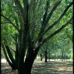 طلح الاوريكوليفورميس Acacia Auriculiformis 2