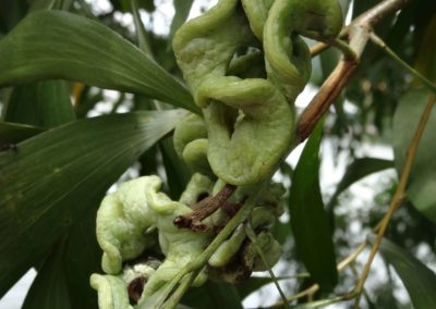  طلح الاوريكوليفورميس Acacia Auriculiformis   (2)