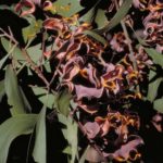 طلح الاوريكوليفورميس Acacia Auriculiformis 3