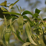 طلح الاوريكوليفورميس Acacia Auriculiformis 4