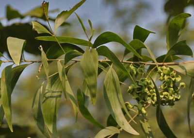  طلح الاوريكوليفورميس Acacia Auriculiformis   (4)