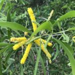 طلح الاوريكوليفورميس Acacia Auriculiformis 5