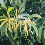 طلح الاوريكوليفورميس Acacia Auriculiformis 8