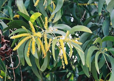  طلح الاوريكوليفورميس Acacia Auriculiformis   (8)