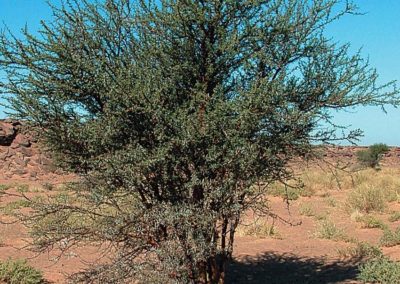 طلح السلم Acacia ehrenbergiana (1)