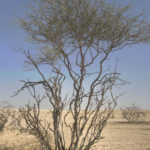 طلح السلم Acacia ehrenbergiana 2