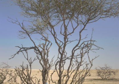 طلح السلم Acacia ehrenbergiana (2)