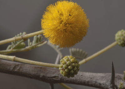 طلح السلم Acacia ehrenbergiana (4)