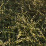طلح السلم Acacia ehrenbergiana 6