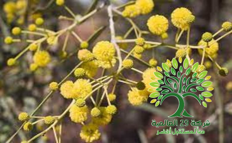 فوائد شجر الطلح القنديلي Acacia pruinocarpa