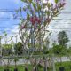 شجر الياسمين الهندي Plumeria rubra acutifolia