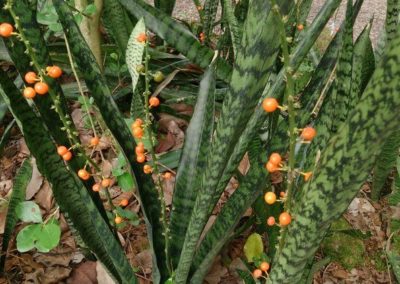 نبات الثعبان Sansevieria (14)
