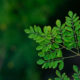 كل ما تود معرفته عن شجرة المورينجا واهم الفوائد الخاصة به