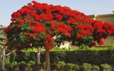 شجرة البونسيانا | زراعتها وفوائدها