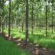 مشروع زراعة أشجار الباولونيا Paulownia