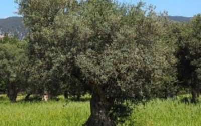 معلومات حول شجرة الزيتون وافضل انواع شجر الزيتون 2022