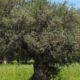 معلومات حول شجرة الزيتون وافضل انواع شجر الزيتون 2022