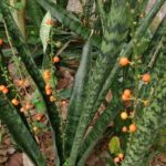 نبات الثعبان Sansevieria 14