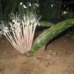 نبات الثعبان Sansevieria 2
