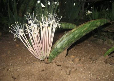 نبات الثعبان Sansevieria (2)