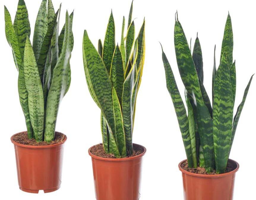 نبات الثعبان Sansevieria