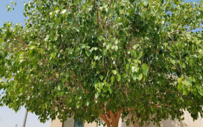 شجرة لسان العصفور | فوائدها وطريقة زراعتها