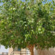 شجرة فيكس لسان العصفور واهم فوائدها وطريقة زراعتها