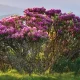 اجمل شجرة بالعالم Rhododendron 2022