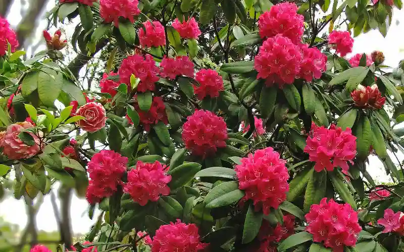 اجمل شجرة بالعالم Rhododendron 2022