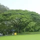 شجرة المطر ALBIZIA SAMAN 2022
