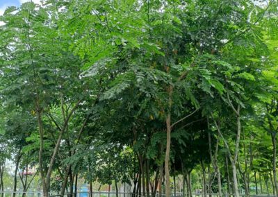شجرة المطر (4)