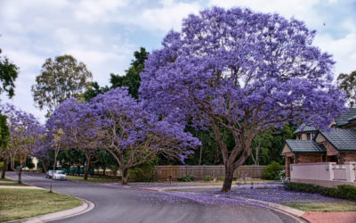 شجرة الجاكرندا Jacaranda