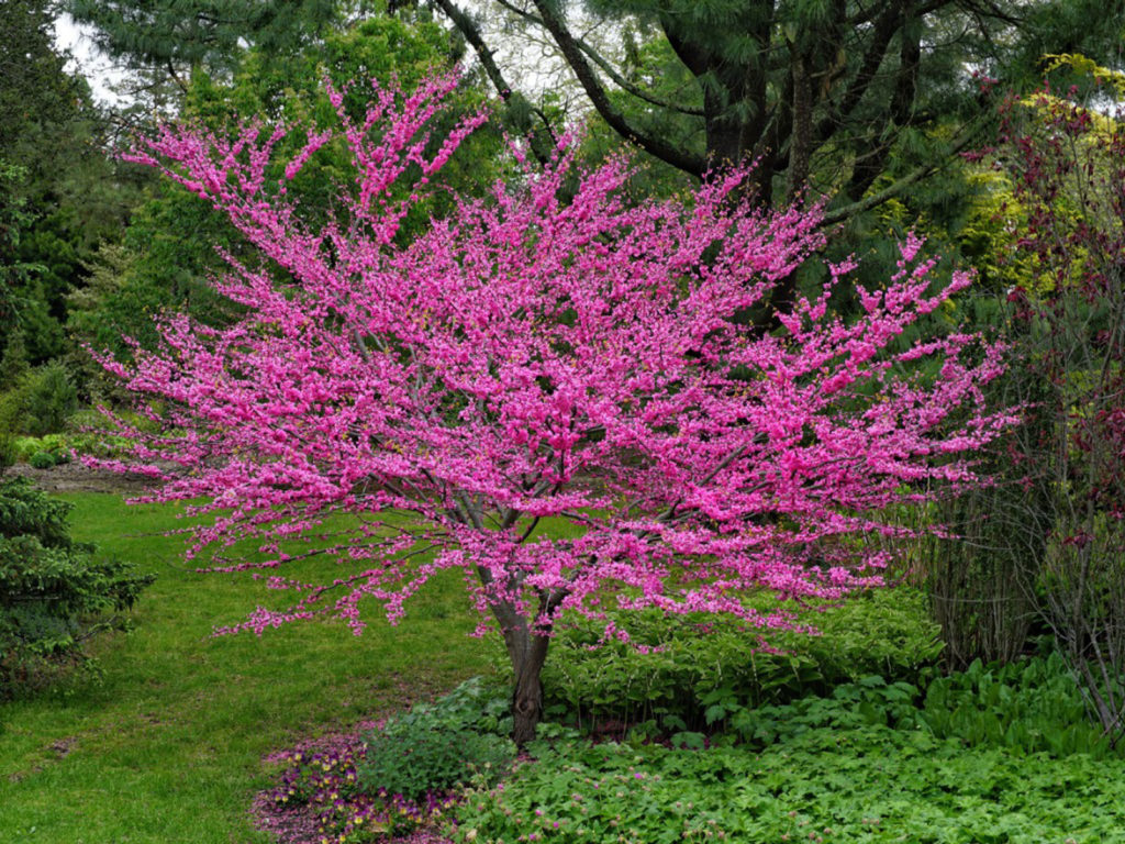 شجرة redbud الوردية 2022 - بالتفصيل