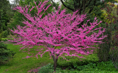 شجرة redbud الوردية 2022 – بالتفصيل