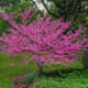 شجرة redbud الوردية 2022 – بالتفصيل