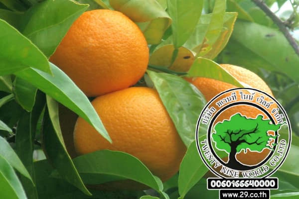 فوائد شجرة النارنج Citrus aurantium