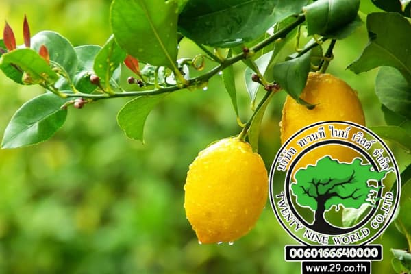 Citrus limon Trunj