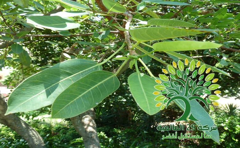 زراعة شجرة الأثاب Ficus salicifolia