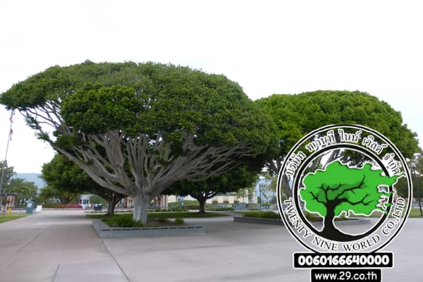 زراعة شجرة الغار الهندي Ficus microcarpa var. nitida