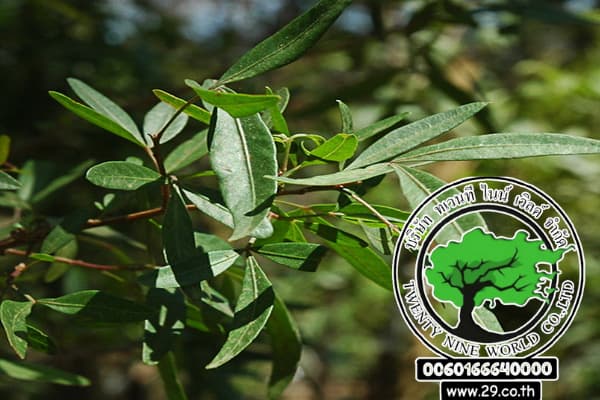 زراعة شجرة وتكاري Searsia pendulina