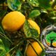 شجرة الأترنج Citrus limon Trunj