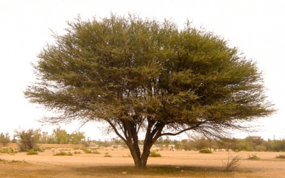 شجرة الأثاب Ficus salicifolia