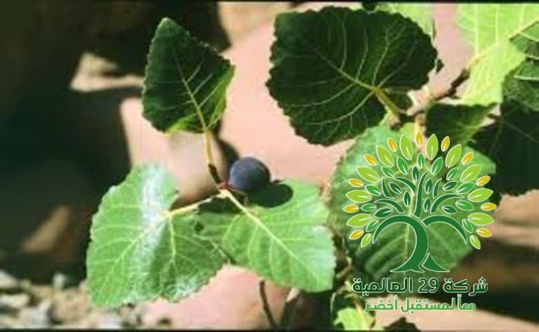 شجرة الجميز Ficus Pseudosycomorus شركة 29 العالمية