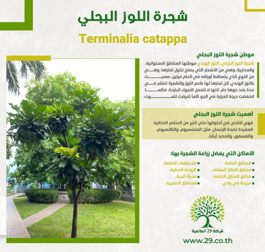 شجرة اللوز البجلي Terminalia catappa