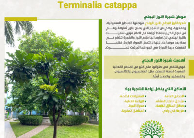 شجرة اللوز البجلي Terminalia catappa